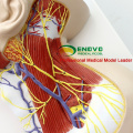 BRAIN20 (12418) Modelo anatómico de nervios humanos en ciencias médicas
